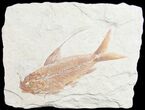 Fantastic Nematonotus Fossil Fish - #9471-1